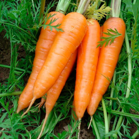 Comprar Zanahoria de Manojo online