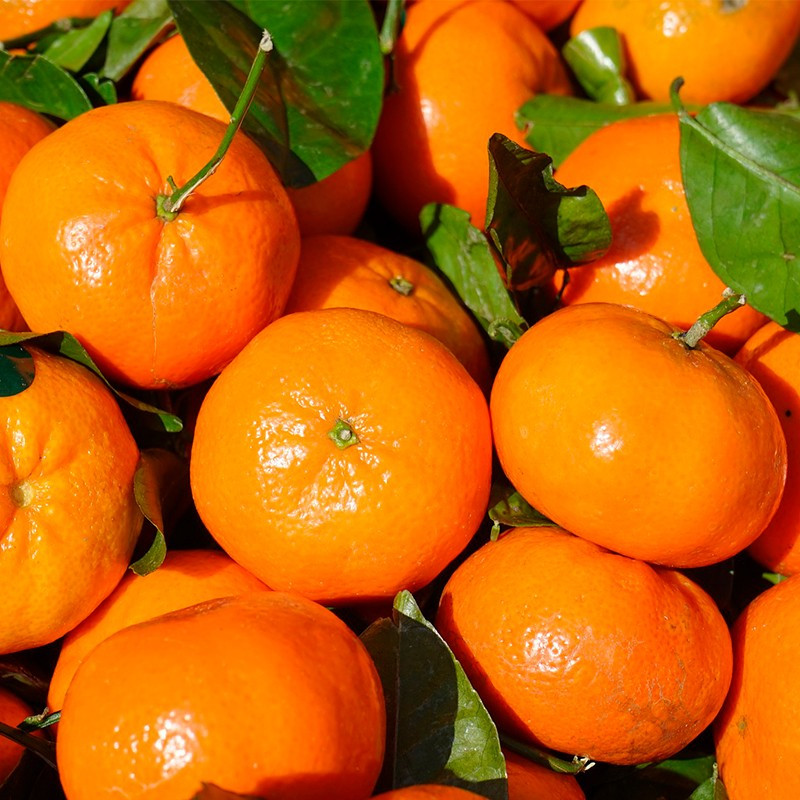 Comprar Mandarina de Hoja BOLLO online