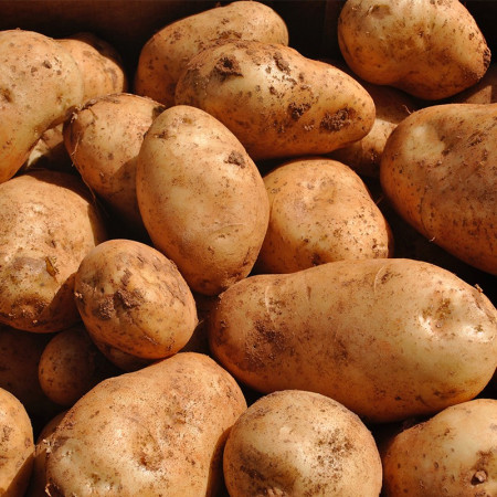 Comprar Patatas blancas Kennebec online