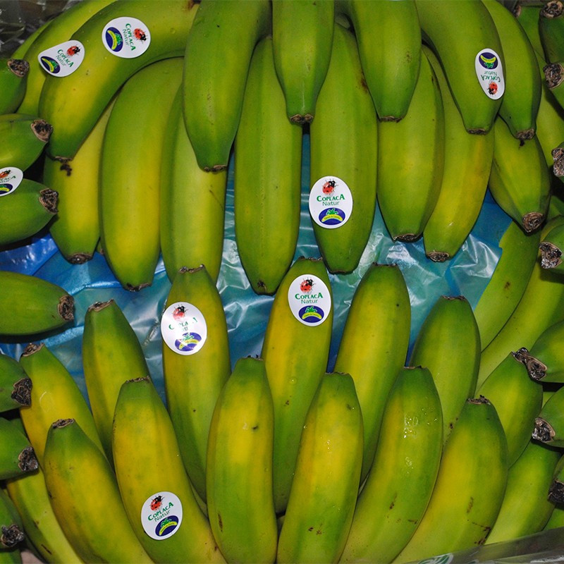 Comprar Plátano de Canarias Extra online