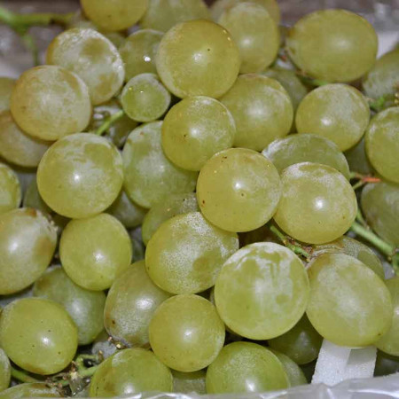 Comprar Uva blanca sin pepita online